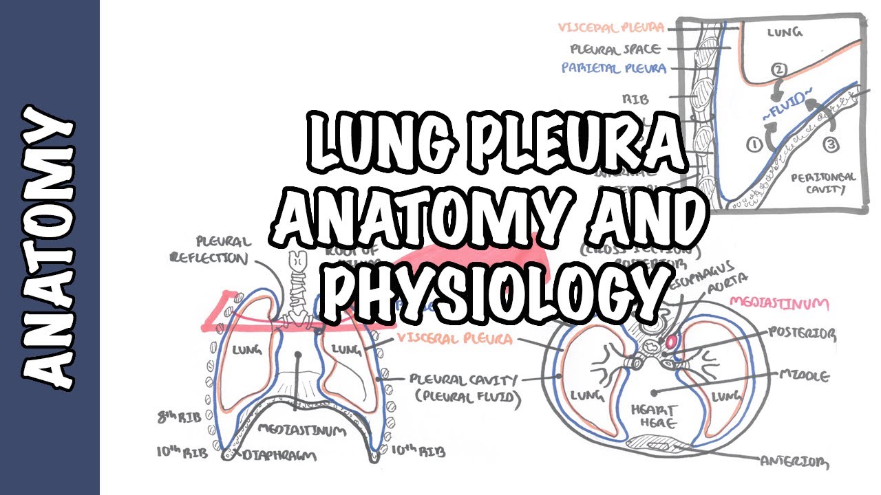 Lung Pleura - Clinical Anatomy and Physiology