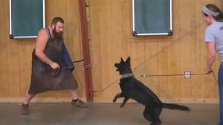 Rockstar Black German Shepherd Puppy &quot;Lotus&quot; 6 Mo&#39;s Personal Protection Dog Training