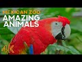 Amazing Animals of Mexican Zoo - Xcaret Park, Mexico - Animal World 4K