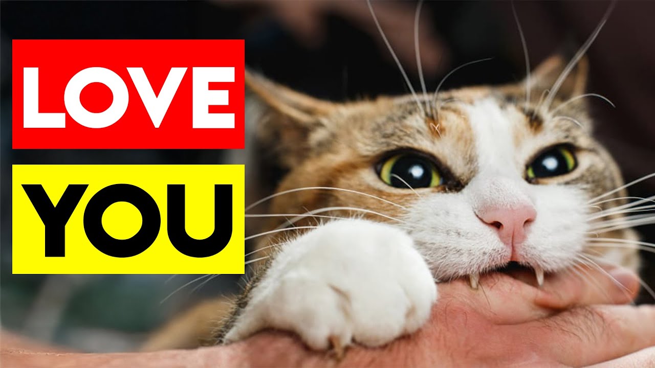 5 Signs Your Cats Sees You as Their Parent