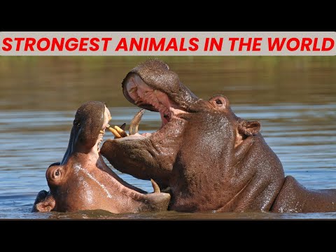 Top 10 Strongest Animals in the World