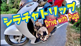 【パグ日記/Vlog】かわいいPugとバイクでドライブ☆ハイパーラプス#犬 #dog