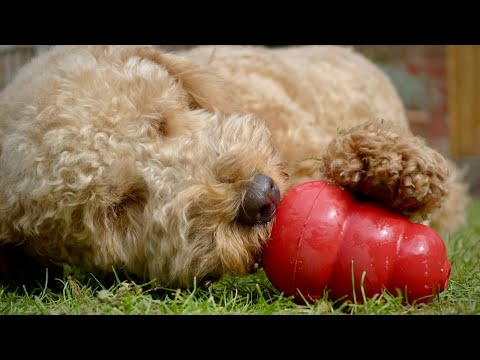The Kong Classic Feeding Toy | Keeping Your Dog Busy
