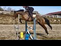 Gelding Selle Français For sale 2020 Bay