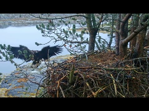 Smola Norway Eagle Cam ~ B & B Vocalize Loudly ~ Elida Comes Home For The Night 9.3.18