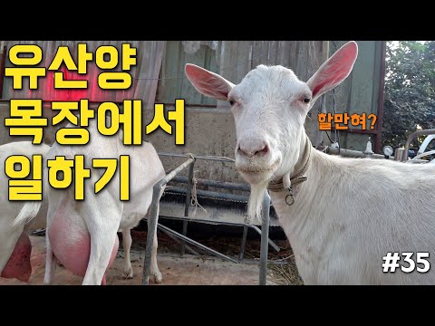 , title : '강릉, 유산양 목장에서 산양유 짜는 방법. (feat. 고소한 산양유) [시골배낭여행 #35]'