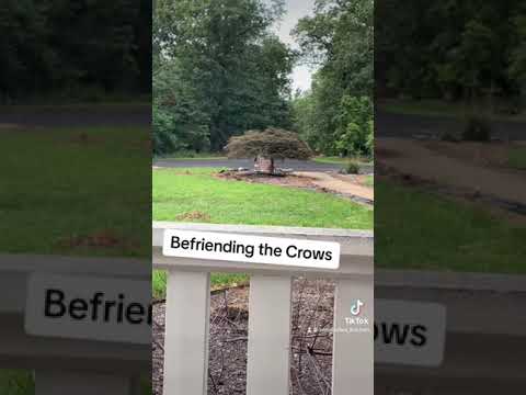 Befriending the Crows