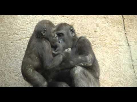 Baby Gorilla Happy Dance