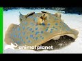 These Stingray Pups Prove That Slimy Can Be Cute! | The Aquarium