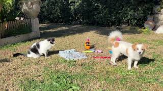 My dog and my cat are playing happily in the garden 🐕🐈❤️❤️