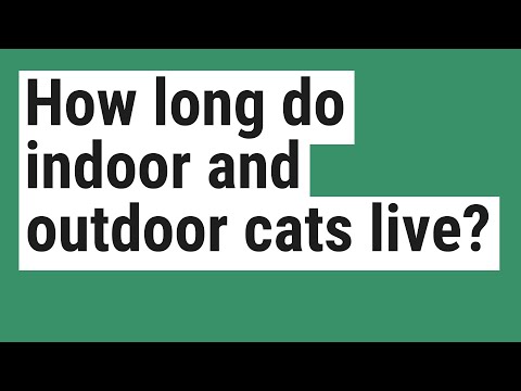 How long do indoor and outdoor cats live?