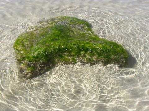 Ocean Motion - Under the Sea