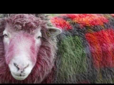 Tetra Pank- Legenda o kariranoj ovci