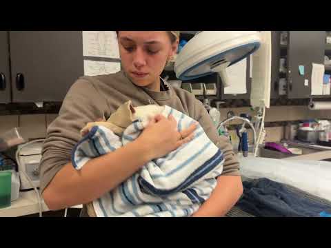 Pray for Renlo - Stray Rescue of St.Louis