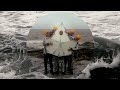 Cosmo Sheldrake - Old Ocean (Official video)