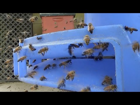 The development of a feral bee hive 30 days after it was removed from a house and put into a bee box