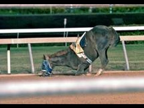 YouTube video about: Can a horse die from being cast?