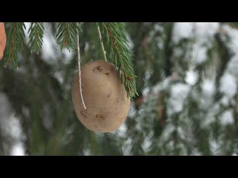 Mājā un sētā: Kā pareizi izrotāt eglīti meža zvēriem