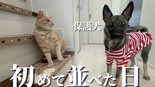 やっと並べた日。｜保護犬いと君と猫の長男だんぼ