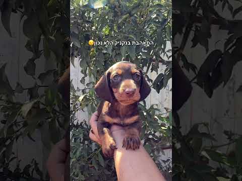 תחש מוכן למסירה לבית חם #dog #puppy #pets #dachshund