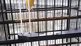 Download lagu Ancaman baru ,kenari ini merajai gantangan level cup area sragen solo dan sekitarnya mp3 Download lagu Ancaman baru ,kenari ini merajai gantangan level cup area sragen solo dan sekitarnya mp3