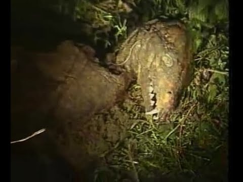 DREKAVAC - Weird Creature On Balkan