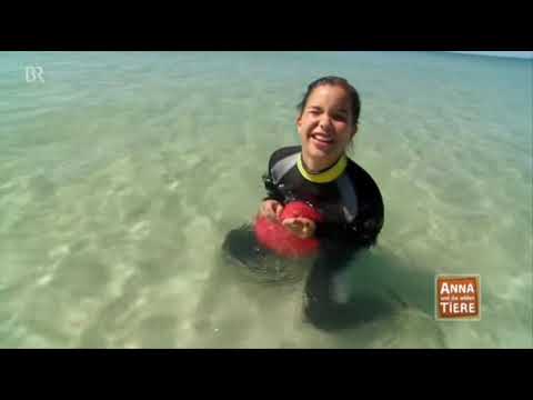 Jerry B. Anderson Synchro - Im Annalensky Bus