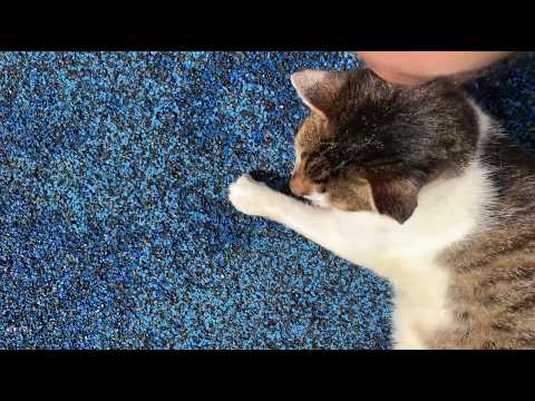 Stray cat getting comfy with me ❤️