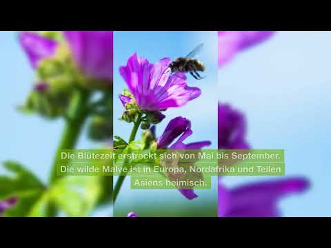 Pflanzenlexikon: Wilde Malve