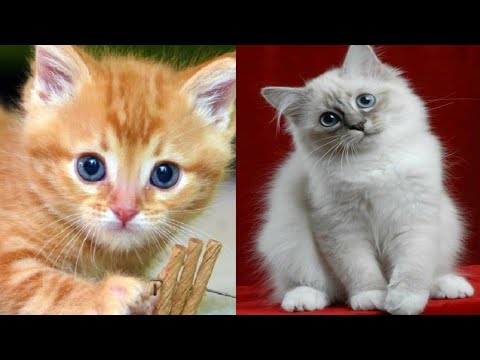 Turn up the sound to hear cutest Meow ever🔉🔊😻Cute Meowing Compilation 80/WOV ANIMALS