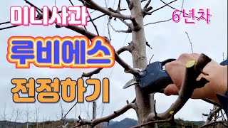미니사과 루비에스 전정방법/전정시범