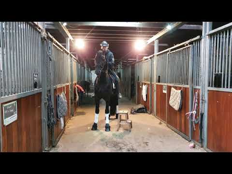 Stal Okkema's Cor - Tsjalle x Norbert - stallion - 2016