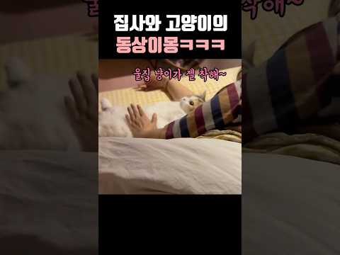 집사와 고양이의 동상이몽 #반려견 #집사