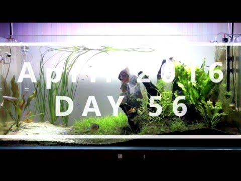 300L Planted Discus Aquarium - Day 56
