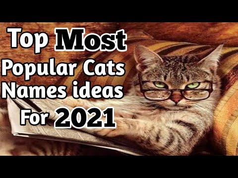 The 35 Most Popular Cat Names Of 2021 - Cat Name Ideas