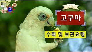 [농사정보(9월 하순)] 고구마_수확 및 보관요령