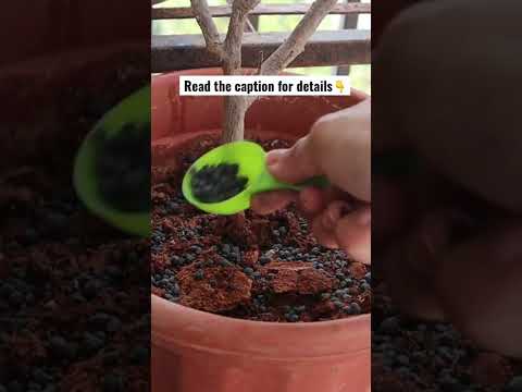 顕花植物にもっと花を咲かせる方法 / Garden Vibes