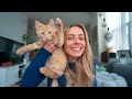 I Adopted A Kitten My Favorite Cat Supplies Haul