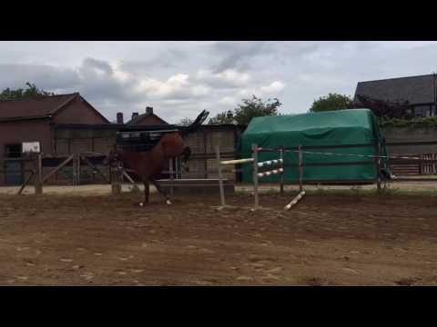 Gelding, born 2013 by Quo Vados I (Quidam de Revel) x Concerto II (Contender)