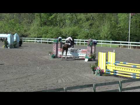 Casino Royal PJ- 2008 Jumper Stallion For Sale, Cassini II x Silvio I, Brother of Embassy II