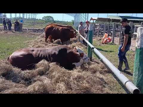 95°EXPOSICIÓN SOCIEDAD RURAL DEL CHACO PREDIO UBICADO EN MARGARITA BELÉN- LA VENTANA TV- AGOSTO 2026