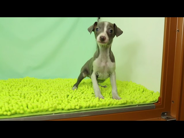 ブリーダー/ショップマロニエケンネル MARRONNIER KENNELのイタリアン・グレーハウンドで番号が2966です