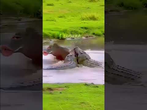 اخر الفيديو حوار 😂😂