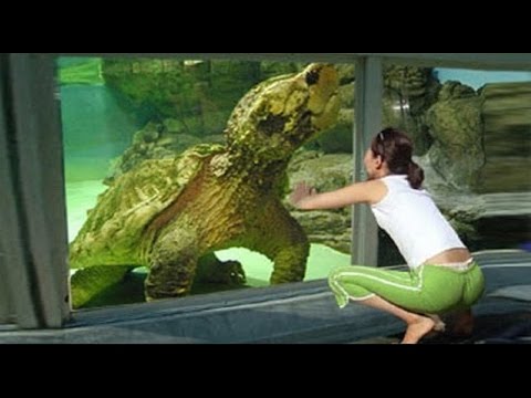 8 Erstaunlichste lebende Fossilien