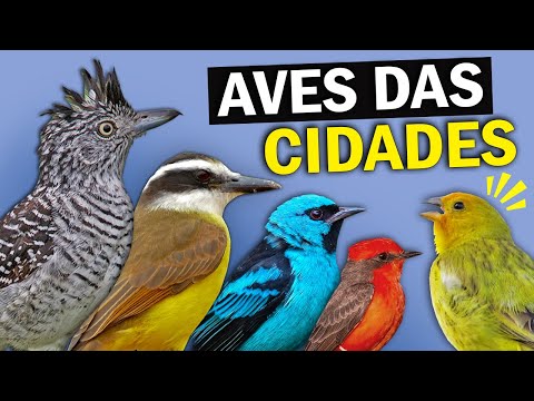 AVES URBANAS: Conheça os PÁSSAROS que VIVEM NAS CIDADES | Aves comuns nos parques e praças
