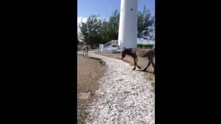 Donkeys in Nassau Bahamas