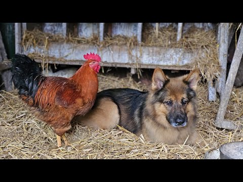 AT GRANDMA'S IN THE COUNTRY IS THE BEST 🐓