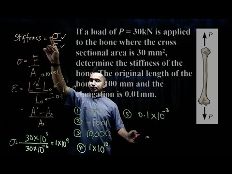 Lecture 4 : The Biomechanics of Human Bone Growth and Development