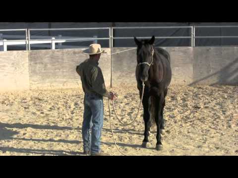 Groundwork basics with a 3 year old warmblood stallion