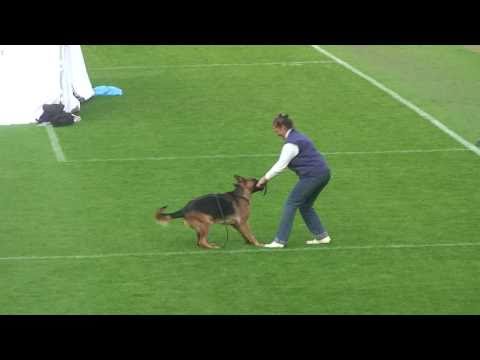 2010 SV BSZS Nurnberg Zarina and Mirta fom Irin Hof HD